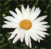 wf_daisy_shasta.jpg